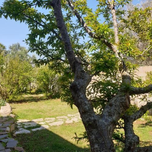 a tree that is standing in the grass at Chalet del Mare in Porto Cesareo