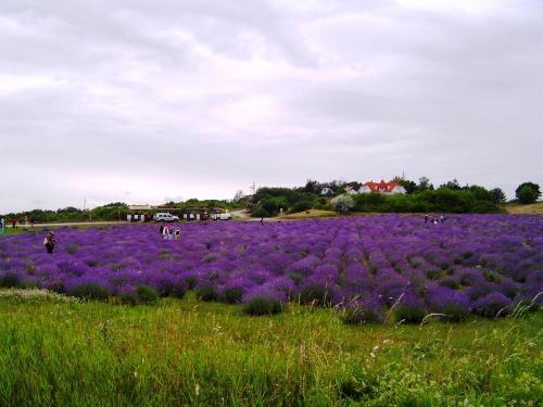 a field of purple flowers in a field at Anna vendégház in Tihany