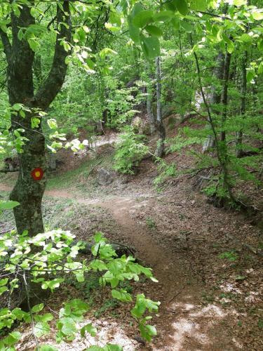 a dirt trail in a forest with trees at Apartman Dragana Kopaonik in Kopaonik