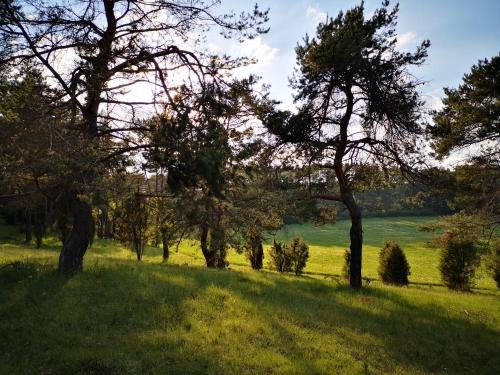 a group of trees in a grassy field at Ferienwohnung Schmahl in Schleiden