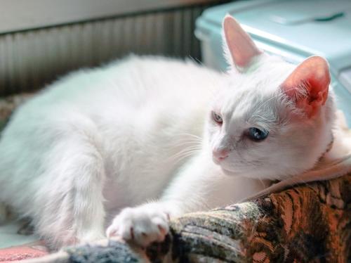a white cat is sitting on a blanket at Red Letter Day in Tainan
