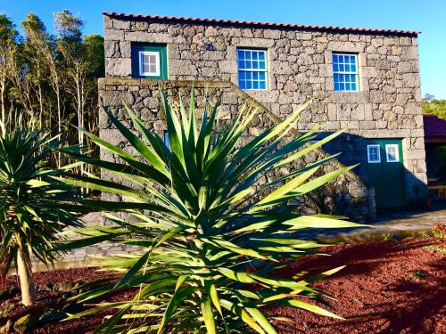a plant in front of a stone building at Adega da Prainha in Prainha de Baixo