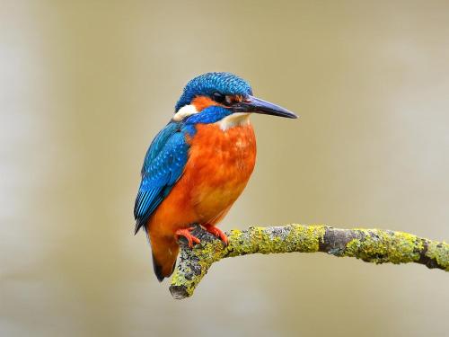a colorful bird perched on a tree branch at Pension Reinhardshäusle in Reinhardshausen