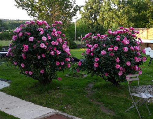 two large bushes of pink flowers in a yard at Hôtes de l'Isle in Saint-Médard-de-Mussidan