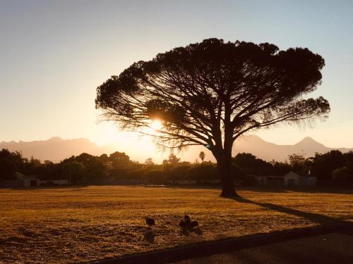 a tree in a field with the sun setting at Khashamongo B & B in Somerset West