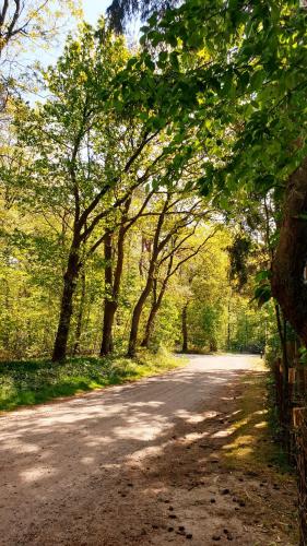 a dirt road with trees on either side at De Kleine Kriemelkuil {Het Herdertje} in Ermelo