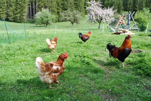 a group of chickens standing in the grass at Ferienwohnung Leitner in Lunz am See