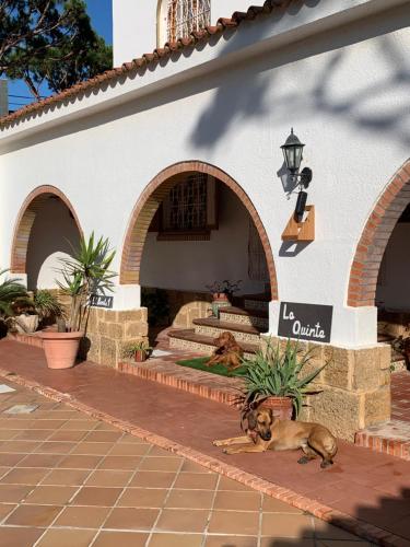 a dog laying on the ground in front of a building at La Quinta - La Barrosa in Chiclana de la Frontera