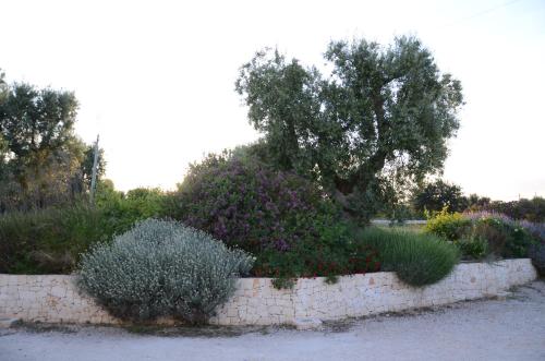 Giardino di Agriturismo Tenuta Chianchizza