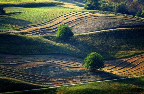 an aerial view of a field with trees on it at Apartments Cvetje v Jeseni in Škofja Loka