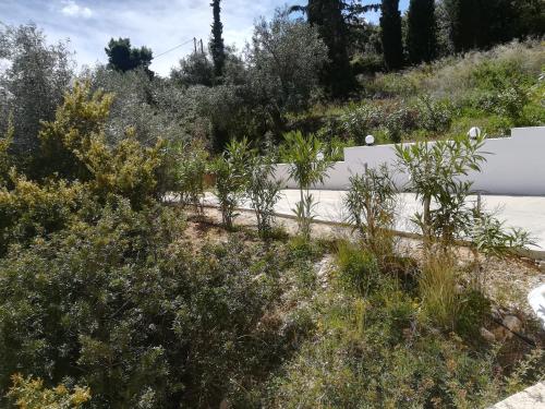 a garden with plants and a road at Stone House in olive grove in Tolo