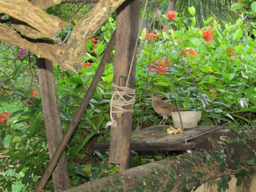 a bird sitting on a wooden stand in a garden at Pousada Ipitanga IV in Lauro de Freitas