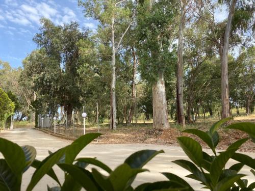 a street with trees on the side of a road at Appartamento D & D in Niscemi