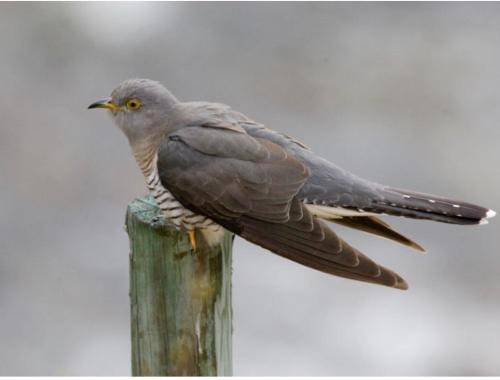 a bird perched on top of a wooden post at Vimmerby Lilla utsikten in Tuna
