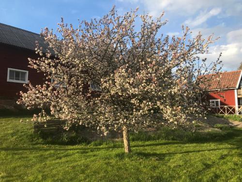 a tree in the grass in front of a house at Vimmerby Lilla utsikten in Tuna