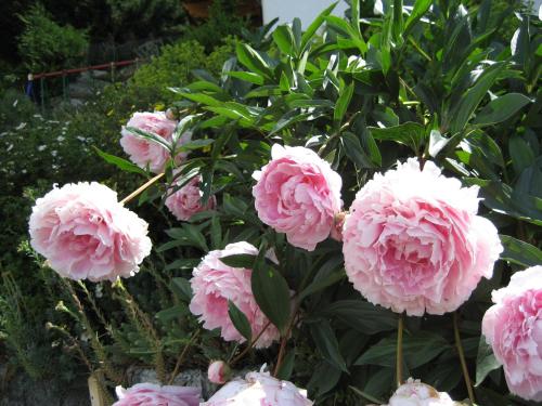 a bunch of pink peonies in a garden at Apart Sunnbichl in Nauders
