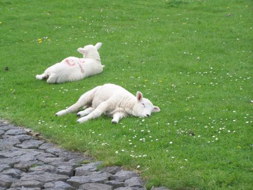two lambs laying in the grass in a field at Hotel Zur Linde in Meldorf