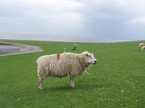 a sheep with a red spot on its back standing in a field at Hotel Zur Linde in Meldorf