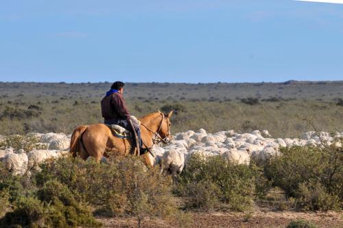 a man riding a horse in front of a herd of sheep at La Tosca Hostel in Puerto Madryn