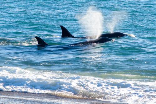 a couple of dolphins swimming in the ocean at La Tosca Hostel in Puerto Madryn