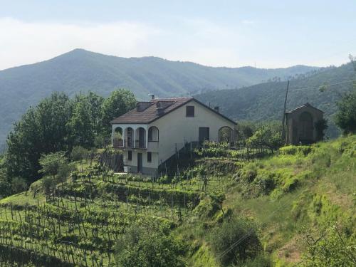 a house on top of a hill with vines at Villa ELENA in Mezzanego