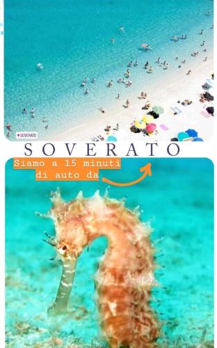a seahorse standing in the water near a beach at Le Vie Mediterranee in Torre di Ruggiero