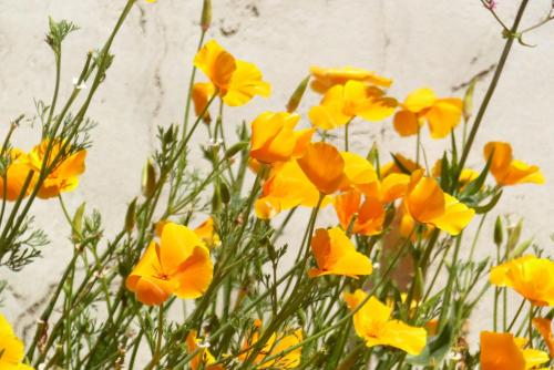 a bunch of yellow flowers in front of a wall at Baden - Maison 4 personnes avec jardin et vue sur mer in Baden