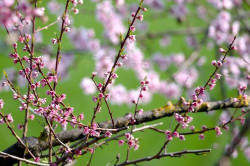 a branch of a tree with pink flowers on it at Armonia della Sera B&B and Relax in Porto SantʼElpidio