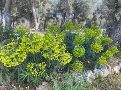 a bunch of yellow flowers in a garden at Camping Sugar in Mandre