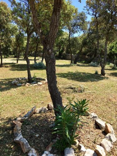 a tree in a park with rocks around it at Camping Sugar in Mandre