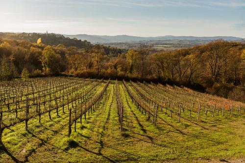 a vineyard with green vines in a field at Agriturismo Le Cerque in Collazzone