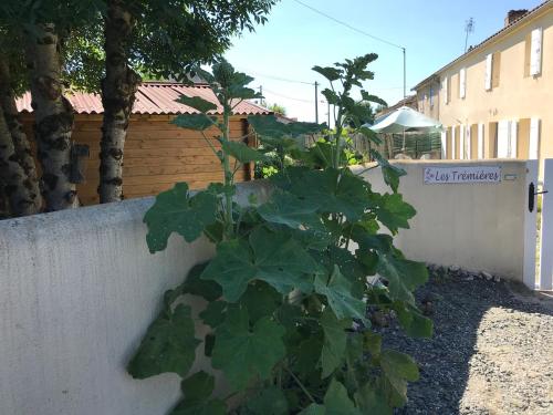 a large green plant next to a wall at Les Trémières in Le Thou