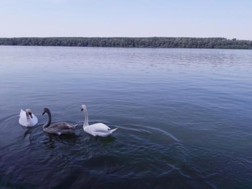 three swans swimming in a large body of water at Vila Maza in Smederevo