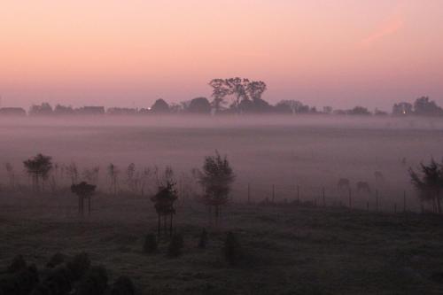 een mistig veld met koeien in een veld bij zonsondergang bij B&B Amuse-Couche in Hasselt