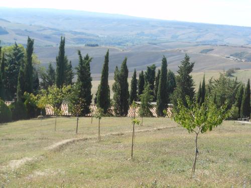 a row of small trees in a field with trees at Agriturismo Collomici in Celle sul Rigo