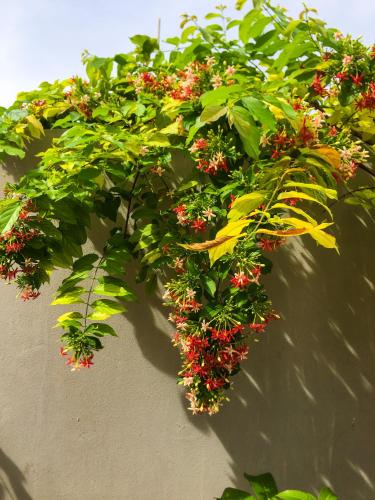 a hanging plant with red berries on a wall at Nhà Nghỉ Ngọc Long in Mộc Châu