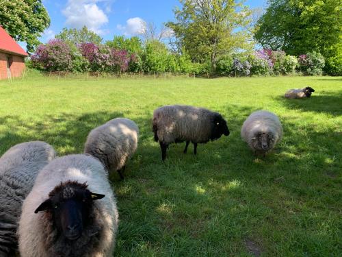 a herd of sheep grazing in a field of grass at Gutshof Rothensande in Waabs
