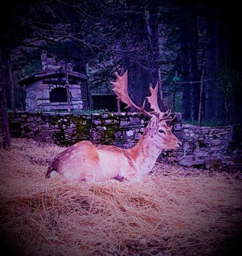 a statue of a deer laying on the ground at Chalet Vacanze Il Daino in Leonessa