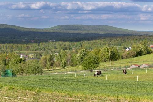 two horses grazing in a field with mountains in the background at Noclegi u Banysia w sercu Gór Świętokrzyskich in Krajno Pierwsze