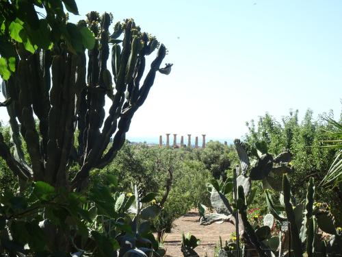 a cactus in the middle of a garden at B&B Villa San Marco in Agrigento