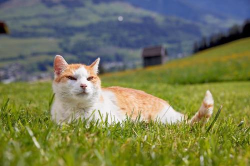 an orange and white cat laying in the grass at Vordergugg in Mittersill