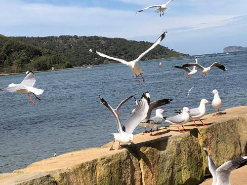 a flock of seagulls flying over a body of water at Ettalong Beach motel in Ettalong Beach