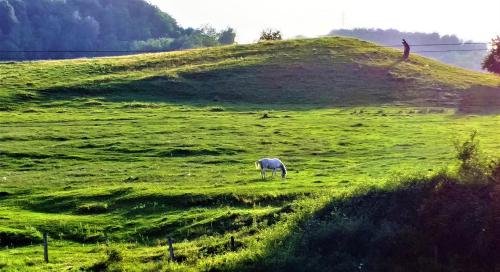 a white horse grazing in a green field at LA LIVADA in Valea Danului