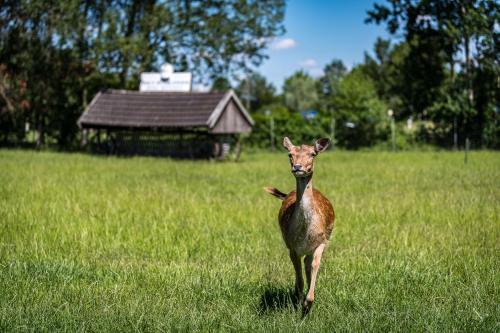 a fawn standing in the grass in a field at Hotel Hüerländer in Münster