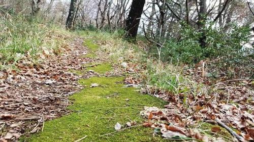 a trail in the woods with green grass and trees at Apartments Adriatic 2 in Selce