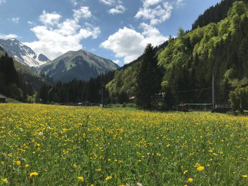 a field of yellow flowers in front of mountains at Gästehaus Baldauf in Berwang