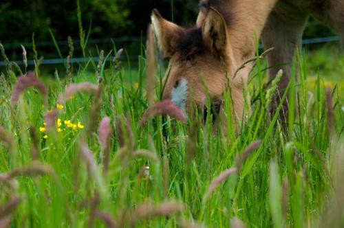 リゾートの敷地内または近くにいる動物