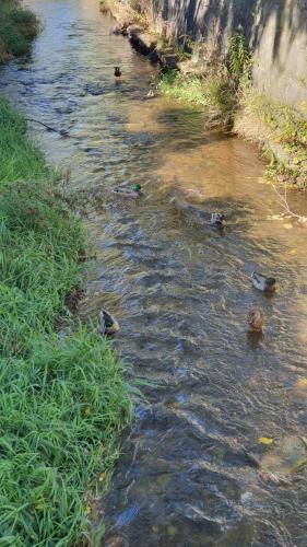 a stream of water with grass and ducks in it at Willa Nad Potokiem in Kudowa-Zdrój