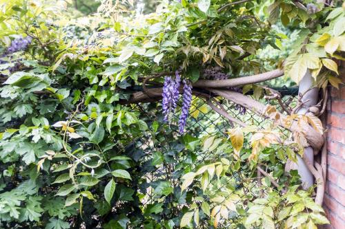 a plant with purple flowers growing on a fence at Cottage Markdal in Breda