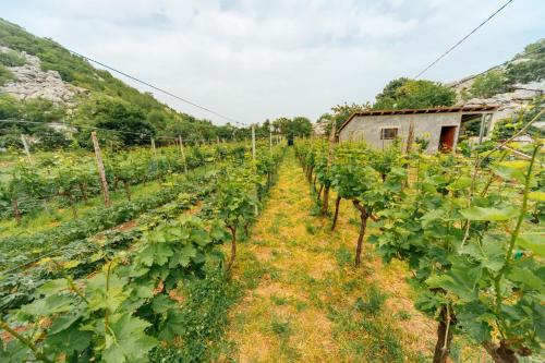a row of green vines in a field at Apartments EcoNature in Virpazar
